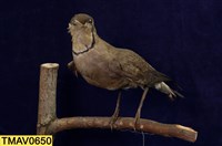 藏品(燕鴴)的圖片